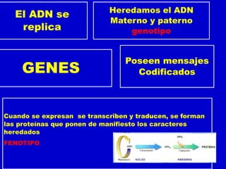 El ADN se
replica
Heredamos el ADN
Materno y paterno
genotipo
GENES
Poseen mensajes
Codificados
Cuando se expresan se transcriben y traducen, se forman
las proteínas que ponen de manifiesto los caracteres
heredados
FENOTIPO
 