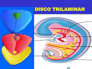 DISCO TRILAMINAR
 
