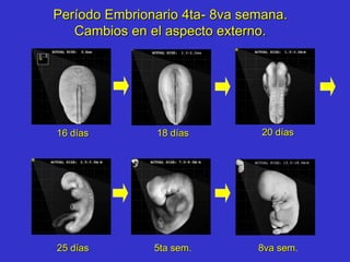 Período Embrionario 4ta- 8va semana.
Cambios en el aspecto externo.
16 días 18 días 20 días
25 días 5ta sem. 8va sem.
 