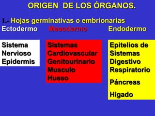 1.- Hojas germinativas o embrionarias
Ectodermo Mesodermo Endodermo
ORIGEN DE LOS ÓRGANOS.
Sistema
Nervioso
Epidermis
Sistemas
Cardiovascular
Genitourinario
Musculo
Hueso
Epitelios de
Sistemas
Digestivo
Respiratorio
Páncreas
Higado
 