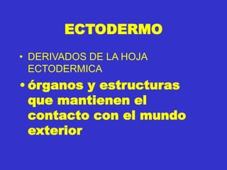 ECTODERMO
• DERIVADOS DE LA HOJA
ECTODERMICA
• órganos y estructuras
que mantienen el
contacto con el mundo
exterior
 