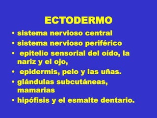 ECTODERMO
• sistema nervioso central
• sistema nervioso periférico
• epitelio sensorial del oído, la
nariz y el ojo,
• epidermis, pelo y las uñas.
• glándulas subcutáneas,
mamarias
• hipófisis y el esmalte dentario.
 