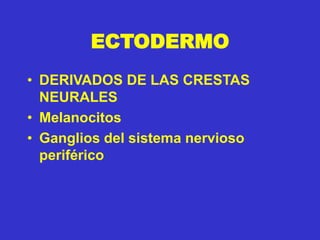 ECTODERMO
• DERIVADOS DE LAS CRESTAS
NEURALES
• Melanocitos
• Ganglios del sistema nervioso
periférico
 
