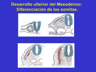 Desarrollo ulterior del Mesodermo:
Diferenciación de los somitas.
 