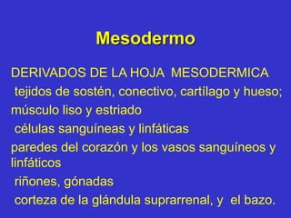 Mesodermo
DERIVADOS DE LA HOJA MESODERMICA
tejidos de sostén, conectivo, cartílago y hueso;
músculo liso y estriado
células sanguíneas y linfáticas
paredes del corazón y los vasos sanguíneos y
linfáticos
riñones, gónadas
corteza de la glándula suprarrenal, y el bazo.
 