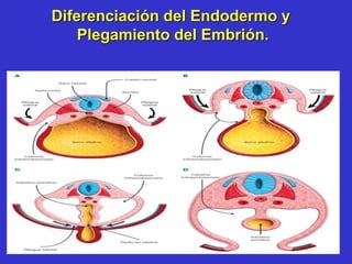 Diferenciación del Endodermo y
Plegamiento del Embrión.
 