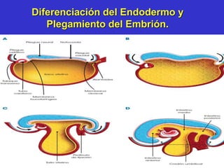 Diferenciación del Endodermo y
Plegamiento del Embrión.
 