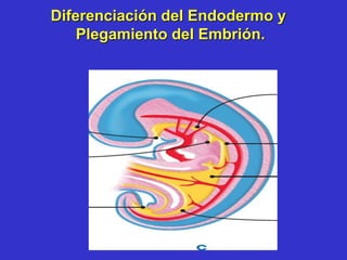 Diferenciación del Endodermo y
Plegamiento del Embrión.
 