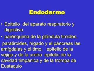 Endodermo
• Epitelio del aparato respiratorio y
digestivo
• parénquima de la glándula tiroides,
paratiroides, hígado y el páncreas las
amígdalas y el timo; epitelio de la
vejiga y de la uretra epitelio de la
cavidad timpánica y de la trompa de
Eustaquio
 