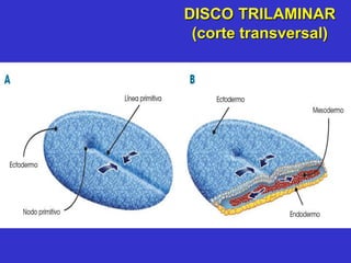 DISCO TRILAMINAR
(corte transversal)
 