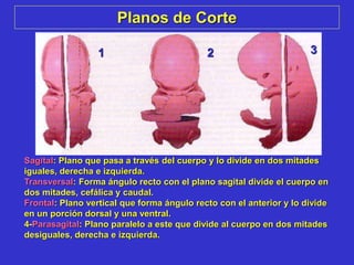 Planos de Corte
Sagital: Plano que pasa a través del cuerpo y lo divide en dos mitades
iguales, derecha e izquierda.
Transversal: Forma ángulo recto con el plano sagital divide el cuerpo en
dos mitades, cefálica y caudal.
Frontal: Plano vertical que forma ángulo recto con el anterior y lo divide
en un porción dorsal y una ventral.
4-Parasagital: Plano paralelo a este que divide al cuerpo en dos mitades
desiguales, derecha e izquierda.
1 32
 