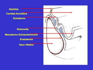 Amnios
Cavidad Amniótica
Ectodermo
Notocorda
Mesodermo Extraembrionario
Endodermo
Saco Vitelino
 