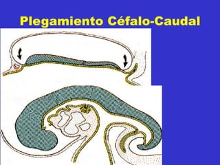 Plegamiento Céfalo-Caudal
 