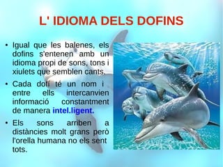 L' IDIOMA DELS DOFINS
● Igual que les balenes, els
dofins s'entenen amb un
idioma propi de sons, tons i
xiulets que semblen cants.
● Cada dofí té un nom i
entre ells intercanvien
informació constantment
de manera intel.ligent.
● Els sons arriben a
distàncies molt grans però
l'orella humana no els sent
tots.
 