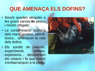 QUE AMENAÇA ELS DOFINS?
● Sovint queden atrapats a
les grans xarxes de pesca
i moren ofegats.
● La contaminació química
dels mars: residus, petroli,
tòxics... amenacen la vida
dels dofins.
● Els sorolls de vaixells,
experiments militars,
explosions... desorienten
els cetacis i fa que sovint
s'embarranquin a la platja.
 