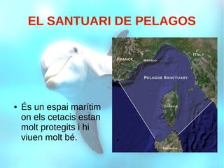 EL SANTUARI DE PELAGOS
● És un espai marítim
on els cetacis estan
molt protegits i hi
viuen molt bé.
 