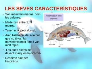 LES SEVES CARACTERÍSTIQUES
● Són mamífers marins com
les balenes.
● Medeixen entre 1 i 9
metres.
● Tenen una aleta dorsal.
● Amb l'aleta caudal a la cua,
que no té os, fan
moviments molt forts i van
molt ràpid.
● Les dues aletes del
davant marquen la direcció.
● Respiren aire per
l'espiràcul.
 