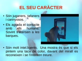 EL SEU CARÀCTER
● Són juganers, tafaners
i carinyosos.
● Els agrada el contacte
amb els humans.
Sovint s'atansen a les
barques.
● Són molt intel.ligents. Una mostra és que si els
pintem una taca de color, davant del mirall es
reconeixen i se l'intenten treure.
 