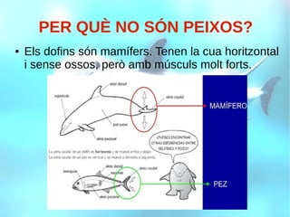 PER QUÈ NO SÓN PEIXOS?
● Els dofins són mamífers. Tenen la cua horitzontal
i sense ossos, però amb músculs molt forts.
 