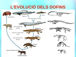 L'EVOLUCIÓ DELS DOFINS
 
