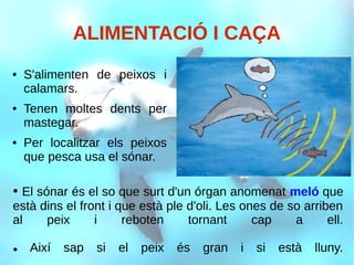 ALIMENTACIÓ I CAÇA
● S'alimenten de peixos i
calamars.
● Tenen moltes dents per
mastegar.
● Per localitzar els peixos
que pesca usa el sónar.
● El sónar és el so que surt d'un órgan anomenat meló que
està dins el front i que està ple d'oli. Les ones de so arriben
al peix i reboten tornant cap a ell.
● Així sap si el peix és gran i si està lluny.
 