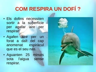COM RESPIRA UN DOFÍ ?
● Els dofins necessiten
sortir a la superfície
per agafar aire per
respirar.
● Agafen aire per un
forat a dalt del cap
anomenat espiràcul
que es el seu nas.
● Aguanten 25 minuts
sota l'aigua sense
respirar.
 