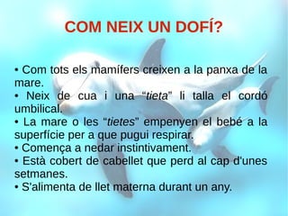COM NEIX UN DOFÍ?
● Com tots els mamífers creixen a la panxa de la
mare.
● Neix de cua i una “tieta” li talla el cordó
umbilical.
● La mare o les “tietes” empenyen el bebé a la
superfície per a que pugui respirar.
● Comença a nedar instintivament.
● Està cobert de cabellet que perd al cap d'unes
setmanes.
● S'alimenta de llet materna durant un any.
 