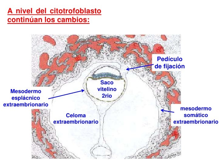 Resultado de imagen para MESODERMO EXTRAEMBRIONARIO