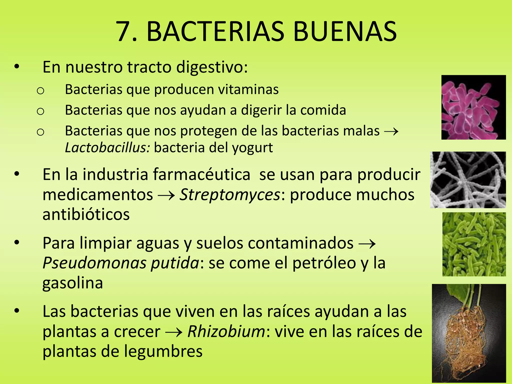 7. BACTERIAS BUENAS
•

En nuestro tracto digestivo:
o
o
o

Bacterias que producen vitaminas
Bacterias que nos ayudan a digerir la comida
Bacterias que nos protegen de las bacterias malas
Lactobacillus: bacteria del yogurt

•

En la industria farmacéutica se usan para producir
medicamentos Streptomyces: produce muchos
antibióticos

•

Para limpiar aguas y suelos contaminados
Pseudomonas putida: se come el petróleo y la
gasolina

•

Las bacterias que viven en las raíces ayudan a las
plantas a crecer Rhizobium: vive en las raíces de
plantas de legumbres

 