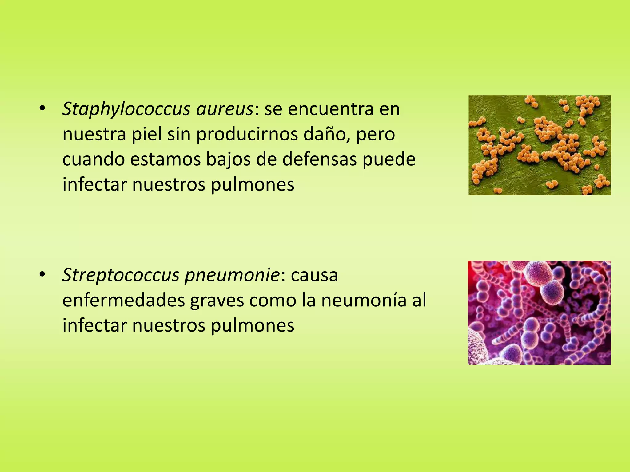 • Staphylococcus aureus: se encuentra en
nuestra piel sin producirnos daño, pero
cuando estamos bajos de defensas puede
infectar nuestros pulmones

• Streptococcus pneumonie: causa
enfermedades graves como la neumonía al
infectar nuestros pulmones

 