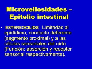 Microvellosidades –
Epitelio intestinal
• ESTEREOCILIOS Limitadas al
epidídimo, conducto deferente
(segmento proximal) y a las
células sensoriales del oído
(Función: absorción y receptor
sensorial respectivamente).
 