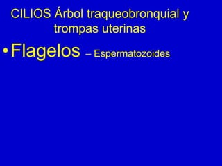 CILIOS Árbol traqueobronquial y
trompas uterinas
•Flagelos – Espermatozoides
 