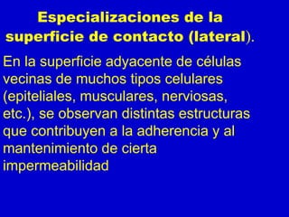 Especializaciones de la
superficie de contacto (lateral).
En la superficie adyacente de células
vecinas de muchos tipos celulares
(epiteliales, musculares, nerviosas,
etc.), se observan distintas estructuras
que contribuyen a la adherencia y al
mantenimiento de cierta
impermeabilidad
 