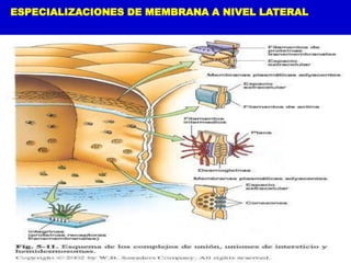 ESPECIALIZACIONES DE MEMBRANA A NIVEL LATERAL
 