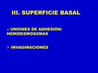 III. SUPERFICIE BASAL
 UNIONES DE ADHESIÓN:
HEMIDESMOSOMAS
 INVAGINACIONES
 
