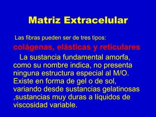 Matriz Extracelular
Las fibras pueden ser de tres tipos:
colágenas, elásticas y reticulares
La sustancia fundamental amorfa,
como su nombre indica, no presenta
ninguna estructura especial al M/O.
Existe en forma de gel o de sol,
variando desde sustancias gelatinosas
,sustancias muy duras a líquidos de
viscosidad variable.
 