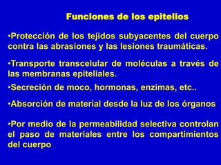 Funciones de los epitelios
•Protección de los tejidos subyacentes del cuerpo
contra las abrasiones y las lesiones traumáticas.
•Transporte transcelular de moléculas a través de
las membranas epiteliales.
•Secreción de moco, hormonas, enzimas, etc..
•Absorción de material desde la luz de los órganos.
•Por medio de la permeabilidad selectiva controlan
el paso de materiales entre los compartimientos
del cuerpo.
 