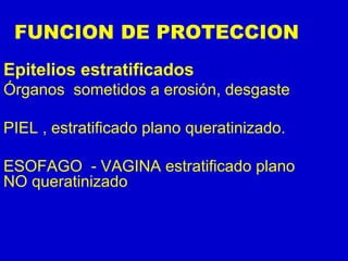 FUNCION DE PROTECCION
Epitelios estratificados
Órganos sometidos a erosión, desgaste
PIEL , estratificado plano queratinizado.
ESOFAGO - VAGINA estratificado plano
NO queratinizado
 