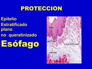PROTECCION
Epitelio
Estratificado
plano
no queratinizado
Esófago
 