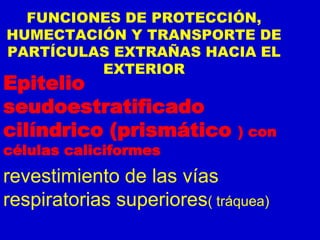 FUNCIONES DE PROTECCIÓN,
HUMECTACIÓN Y TRANSPORTE DE
PARTÍCULAS EXTRAÑAS HACIA EL
EXTERIOR
Epitelio
seudoestratificado
cilíndrico (prismático ) con
células caliciformes
revestimiento de las vías
respiratorias superiores( tráquea)
 