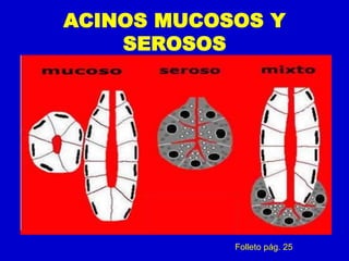 ACINOS MUCOSOS Y
SEROSOS
Folleto pág. 25
 