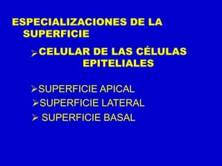 ESPECIALIZACIONES DE LA
SUPERFICIE
CELULAR DE LAS CÉLULAS
EPITELIALES

SUPERFICIE APICAL
SUPERFICIE LATERAL
 SUPERFICIE BASAL
 
