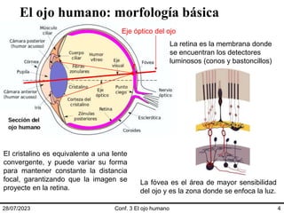 El ojo humano: morfología básica
28/07/2023 Conf. 3 El ojo humano 4
El cristalino es equivalente a una lente
convergente, y puede variar su forma
para mantener constante la distancia
focal, garantizando que la imagen se
proyecte en la retina.
Eje óptico del ojo
La retina es la membrana donde
se encuentran los detectores
luminosos (conos y bastoncillos)
f
La fóvea es el área de mayor sensibilidad
del ojo y es la zona donde se enfoca la luz.
 