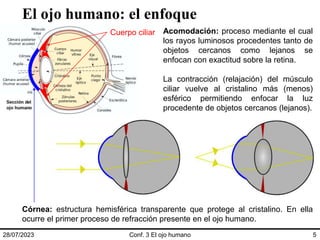 28/07/2023 Conf. 3 El ojo humano 5
El ojo humano: el enfoque
Acomodación: proceso mediante el cual
los rayos luminosos procedentes tanto de
objetos cercanos como lejanos se
enfocan con exactitud sobre la retina.
La contracción (relajación) del músculo
ciliar vuelve al cristalino más (menos)
esférico permitiendo enfocar la luz
procedente de objetos cercanos (lejanos).
Cuerpo ciliar
Córnea: estructura hemisférica transparente que protege al cristalino. En ella
ocurre el primer proceso de refracción presente en el ojo humano.
 