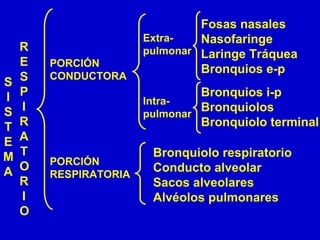 S
I
S
T
E
M
A
PORCIÓN
CONDUCTORA
PORCIÓN
RESPIRATORIA
Extra-
pulmonar
Intra-
pulmonar
Fosas nasales
Nasofaringe
Laringe Tráquea
Bronquios e-p
Bronquios i-p
Bronquiolos
Bronquiolo terminal
Bronquiolo respiratorio
Conducto alveolar
Sacos alveolares
Alvéolos pulmonares
R
E
S
P
I
R
A
T
O
R
I
O
 