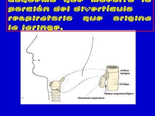 Esquema que muestra la
porción del divertículo
respiratorio que origina
la laringe.
 