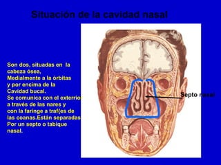 Situación de la cavidad nasal
Septo nasal
Son dos, situadas en la
cabeza ósea,
Medialmente a la órbitas
y por encima de la
Cavidad bucal.
Se comunica con el exterrior
a través de las nares y
con la faringe a traf{es de
las coanas.Están separadas
Por un septo o tabique
nasal.
 