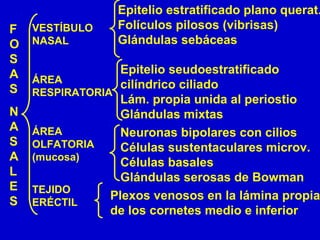 F
O
S
A
S
N
A
S
A
L
E
S
VESTÍBULO
NASAL
ÁREA
RESPIRATORIA
ÁREA
OLFATORIA
(mucosa)
TEJIDO
ERÉCTIL
Epitelio estratificado plano querat.
Folículos pilosos (vibrisas)
Glándulas sebáceas
Epitelio seudoestratificado
cilíndrico ciliado
Lám. propia unida al periostio
Glándulas mixtas
Neuronas bipolares con cilios
Células sustentaculares microv.
Células basales
Glándulas serosas de Bowman
Plexos venosos en la lámina propia
de los cornetes medio e inferior
 
