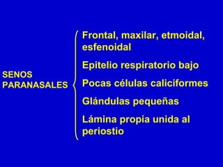 SENOS
PARANASALES
Frontal, maxilar, etmoidal,
esfenoidal
Epitelio respiratorio bajo
Pocas células caliciformes
Glándulas pequeñas
Lámina propia unida al
periostio
 