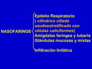 Epitelio Respiratorio
( cilíndrico ciliado
seudoestratificado con
células caliciformes)
Amígdalas faríngea y tubaria
Glándulas mucosas y mixtas
Infiltración linfática
NASOFARINGE
 